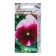 Seeds Viola Premier F1 Biken Rose 8pcs*