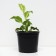 Host Wavy coppervariegate, C2 pot, H10-50 height, 1 pc, summer 2024