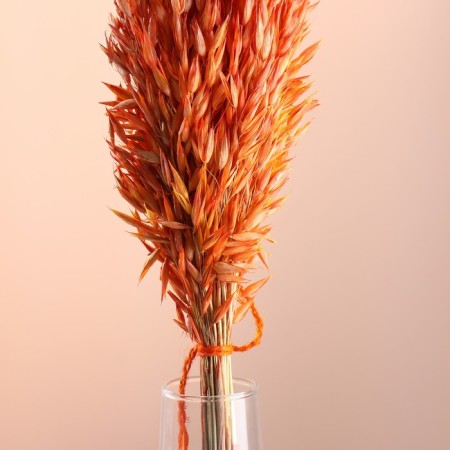 Set of dried flowers "oats", banch length 60-65 (+/- 6 cm), orange-1
