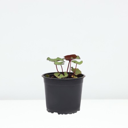 Buznil Tough tweilite, pot C3, 1 pc, summer 2024-1