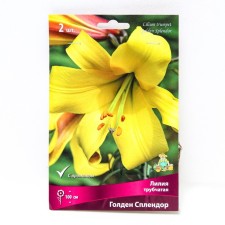 Lilies Tubeckiy Golden Spendor, 14/16 rr, 2 pcs. 100 h (cm), autumn 2024