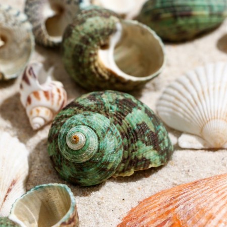 Set of shells, mix No. 2, 100 g-2