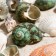 Set of shells, mix No. 2, 100 g