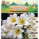 Lilies Tubular Watching Up "White Planet", rr 12/14, 2 pcs,
