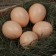 The egg is an artificial submarine, for chickens, 4 × 5 cm, 1 pc., Brown, Greengo