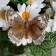 Butterflies for decor and floristry, on the clothespin, plastic, brown, mix, 5 cm and 8 cm
