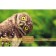 Puzzles "wise owl" in a gift box, 500 elements + poster