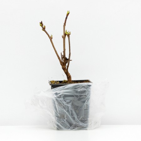 Congo Lilac Siren (P9), 1 pc, Spring 2024-2