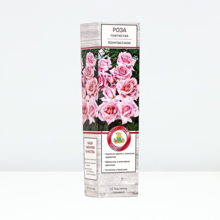 Seedling rose Plesia "compassion", tube, 1 pc, spring 2025