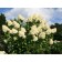 Grandifloor hydrangea seedling, P9 pot, summer 2024