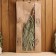 A broom for a bath eucalyptus with a braid, in Europros