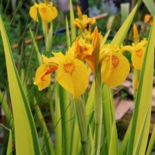 Iris false -airovid (swamp), P9 pot, 1 pc, spring 2024