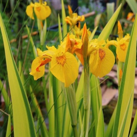 Iris false -airovid (swamp), P9 pot, 1 pc, spring 2024
