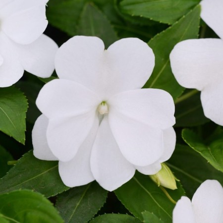 Flower seeds Balzamin Hoker Divine White 100 pcs