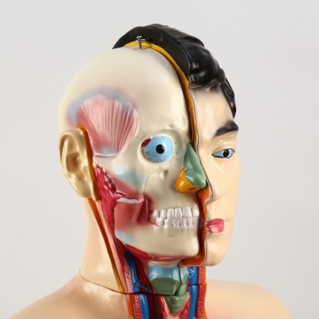 Model "Torsok" 80 cm-4