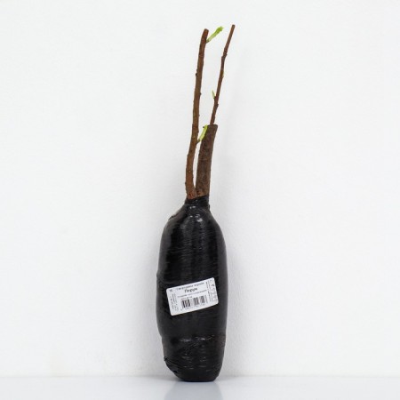 Currant of black traditional varieties "Perun", 1 pc, tube, spring 2025-2