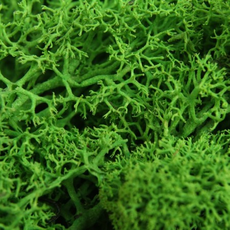 The moss stabilized "light green" 45 gr (+-5 gr).-1