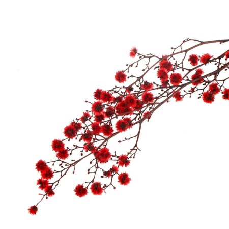 Dry flowers “Molchy Mile”, 25 g, length - 70 cm, red color-4