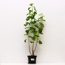 Yoshta Moro, C2 pot, H20-40 Height, 1 pc, summer 2024