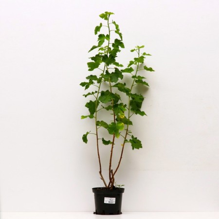 Yoshta Moro, C2 pot, H20-40 Height, 1 pc, summer 2024