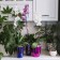 Pot for orchids, 1.2 l, 12.5 × 16.6 cm, plastic, transparent purple