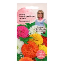 Cinnia flowers 