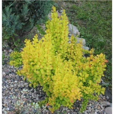 Barberry Tunberg Maria, pot C2, 1 pc, summer 2024
