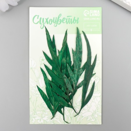 Sukhotzet "Leaf of wormwood leaf" Green H = 5-8 cm-3