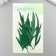 Sukhotzet "Leaf of wormwood leaf" Green H = 5-8 cm