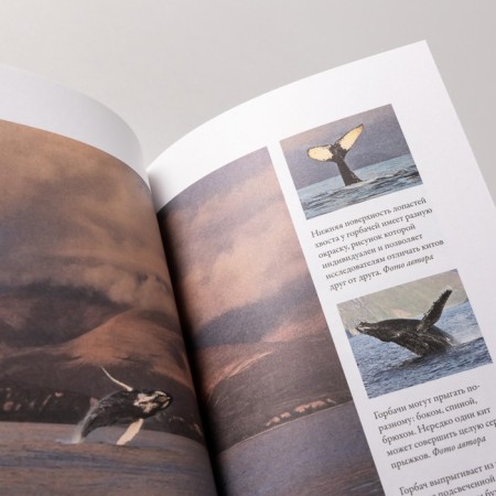 Cloudy, killer whales are possible. Filatova O.-4