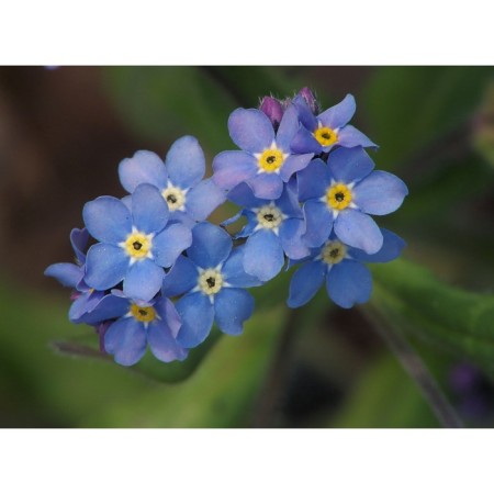 Forest Blue Blue, I Rn, 1 pc, 20 h (cm), autumn 2024