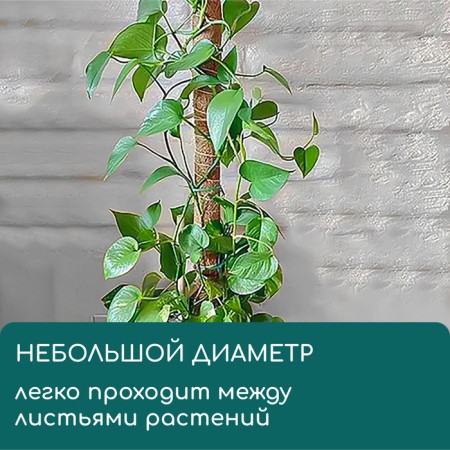Support for garter plants, h = 50 cm, d = 5 cm, coconut, Greengo-4