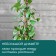 Support for garter plants, h = 50 cm, d = 5 cm, coconut, Greengo