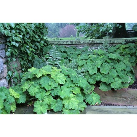 Heihera shaggy, pot s3, 1 pc, spring 2024