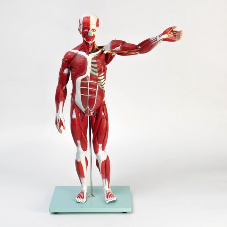 The layout "The body of a person, muscles, internal organs", collapsible 78cm-1