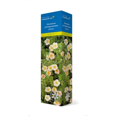 Lapceta shrubby (series North Garden) "Deidown" 1 pc, tube, spring 2025