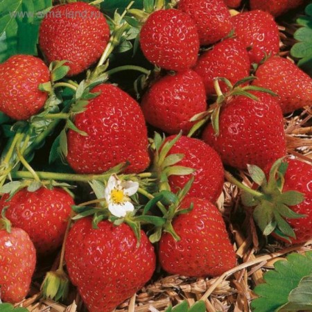 Strawberry seedlings Frigo Magnus A (9-15 mm), P9 pot