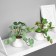 Bonsai in the pot "Peperomy of Ultra" (soft sheet) 9x6 cm, mix