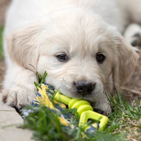 Chewing toy with rope "Bow", 11 cm, mix of flowers-6