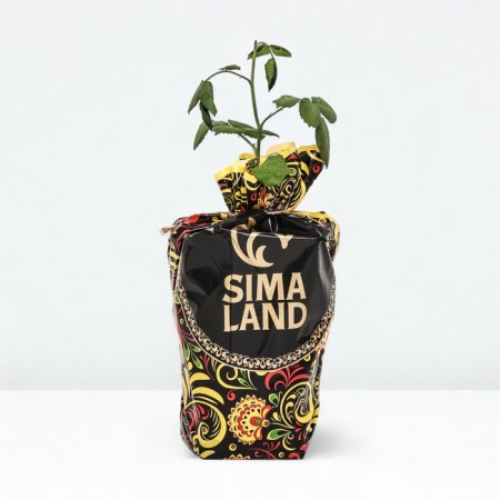 Sahenian Rosa Amandin Chanel, Shrab-Rosa, pot 2 l., Summer 2024