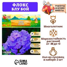Флокс "Блу Бой" р-р I, 2 шт,