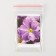 Flowers of Petunia "Trithunia", F1, Blue, Global Seeds, 10 pcs