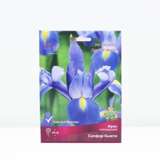 Iris Dutch sapphire beauty, rr 7/8, 10 pcs, spring 2025