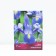 Iris Dutch sapphire beauty, rr 7/8, 10 pcs, spring 2025