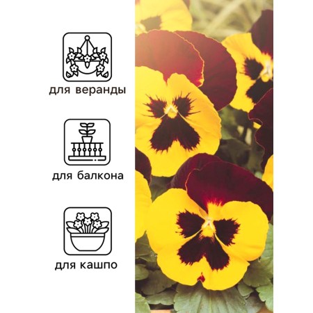 Viola seeds "Baron Machon", F1, 5 pcs.-2