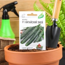 Seeds of the cucumber 