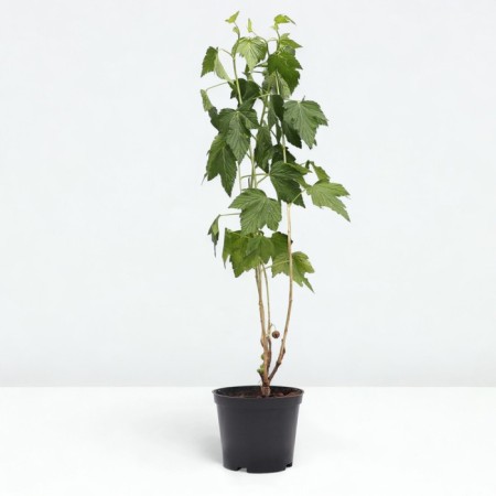 Currant Black Dobrynya, C2 pot, H20-40 Height, 1 pc, summer 2024-1