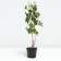 Currant Black Dobrynya, C2 pot, H20-40 Height, 1 pc, summer 2024