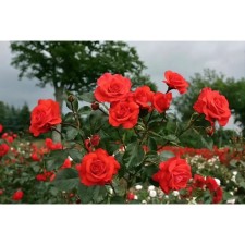 Seedling rose Plesy 
