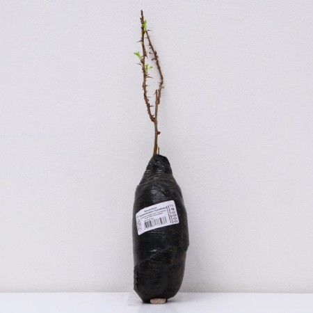 Gooseberry "Hinnonmaen Punainen", 1 pc, tube, spring 2025-2